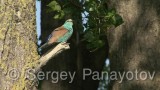 Video of European Roller - European Roller in nest period